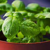How-to-grow-basil-in-pots-containers-or-outside-the-best-way