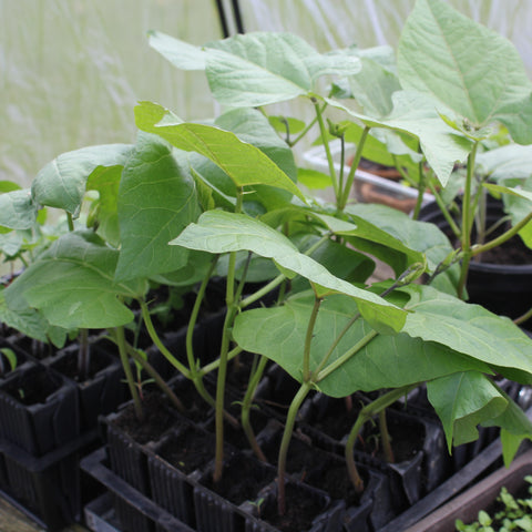 French beans growing in Rootrainer root trainer plant cells