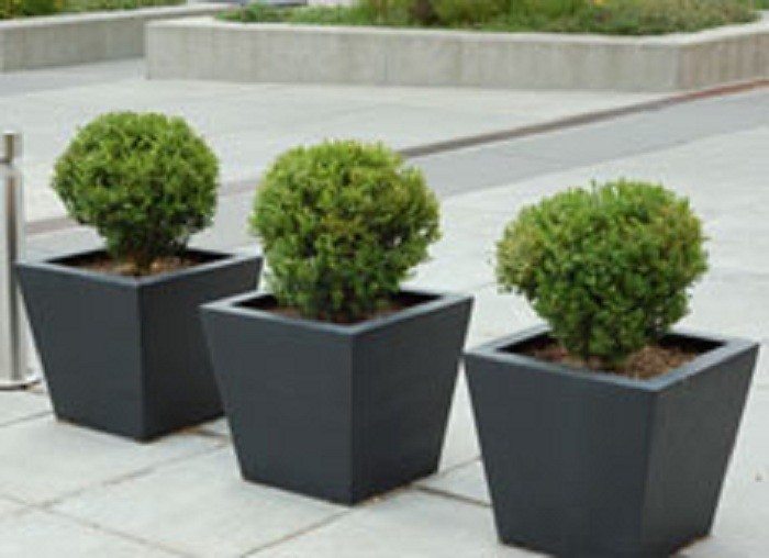 Box-hedge-plants-in-containers