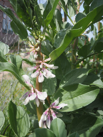 Broad bean plants growing with flowers