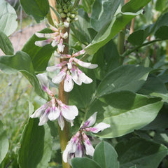 Broad Beans in flower grown in Haxnicks Rootrainers