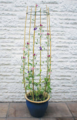 Can ring plant support for sweet peas grown in container garden