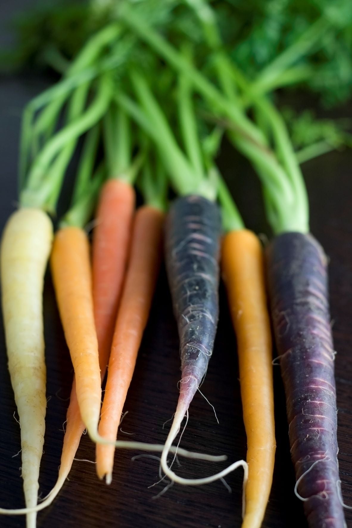 Bunch of Multi coloured carrots with tops still on grown in a Haxnicks carrot planter 