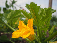 Flowering Courgette plant in grower frame plant house