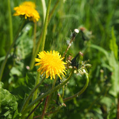 Dandelion for ground cover in winter