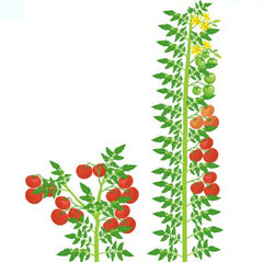 graphic showing the difference between indeterminate tomatoes and determinate tomatoes