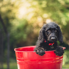dog-in-bucket
