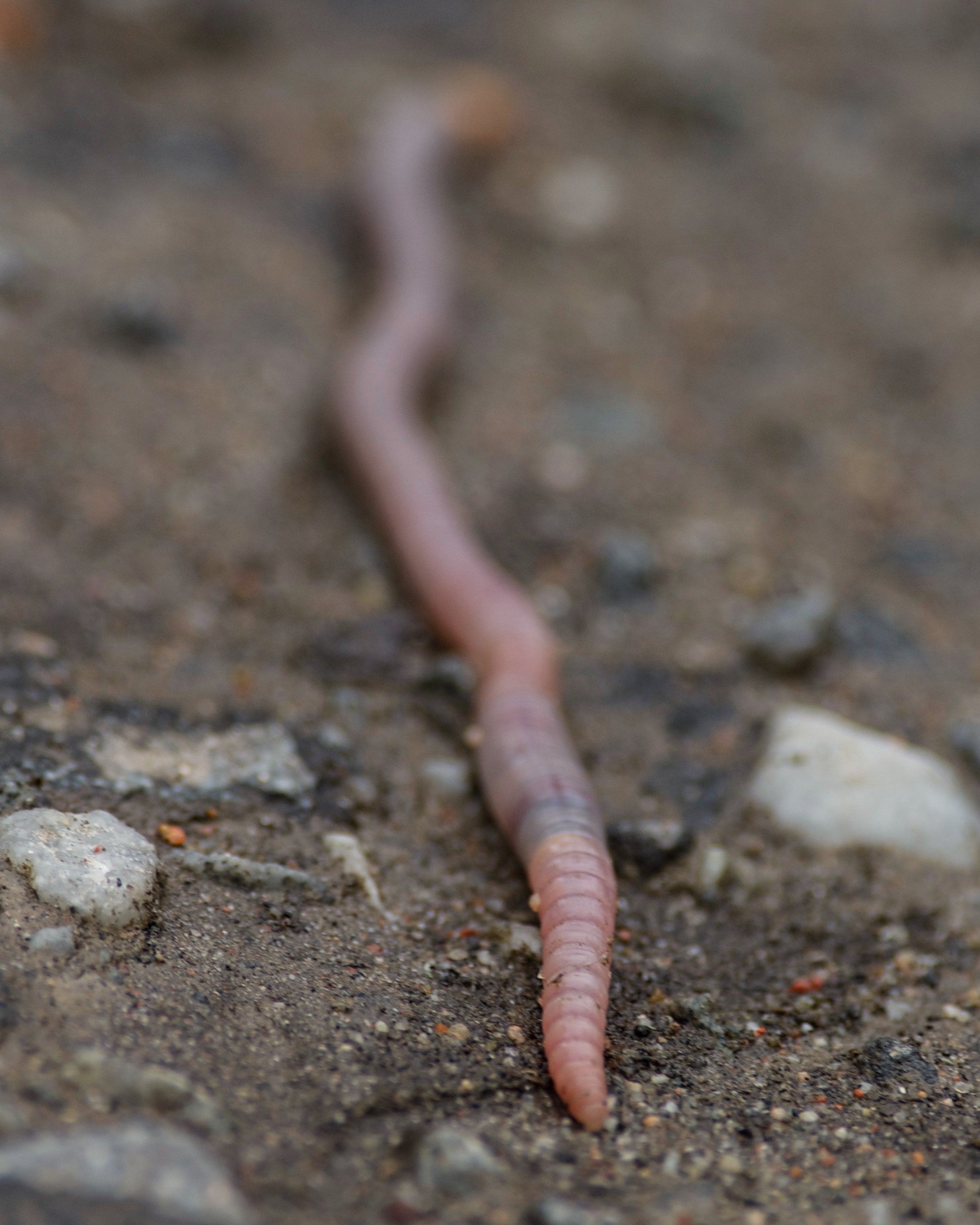 earthworm for soil improvement