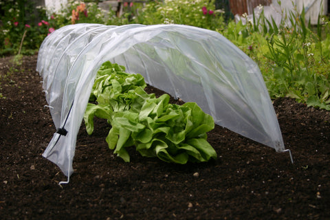 Plant protection poly tunnel