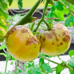 Tomato with Blight