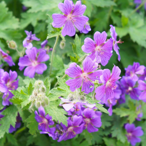 Geranium 'Rosemoor' frost resistant plant for frost pockets