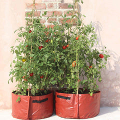 Haxnicks Tomato planter with plant support frame for growing tomatoes