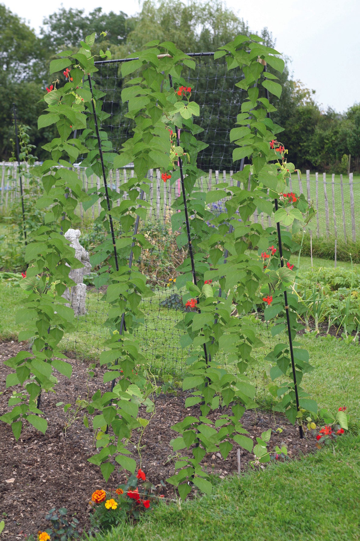 Haxnicks Steel Pea Bean frame for all climbing plants ans grwoign vegetables