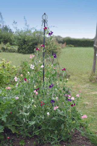 Haxnicks garden maypole plant support a decorative garden arch for sweet peas