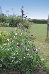 Garden Maypole plant support for sweet pea climbing flowers
