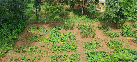 Haxnicks Grassfly Foundation Garden viewed from above