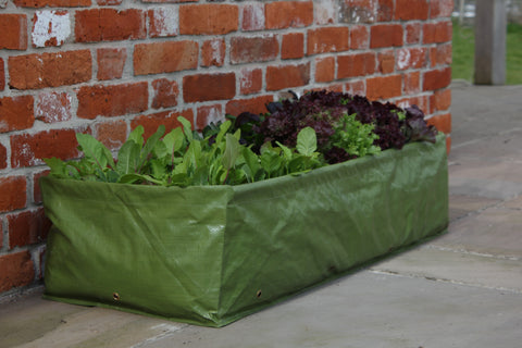 Multipurpose Growbag gardne planter for container gardening and growing French beans from seed