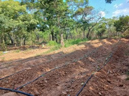 Vegetable Garden Home of chances Zambia