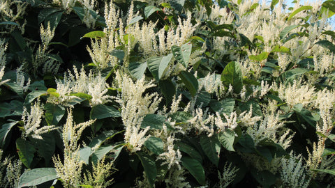 Japenese Knotweed invasive species garden weed