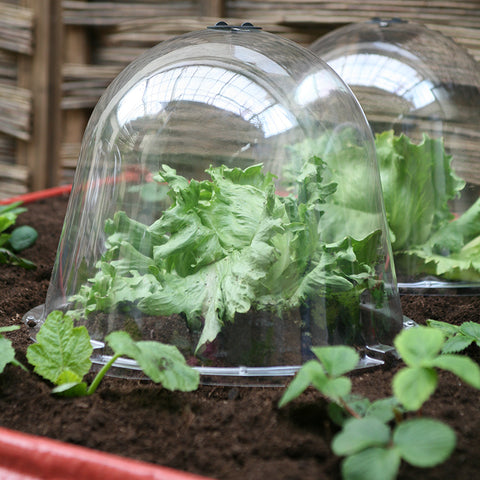 Victorian Bell Cloche plant protection