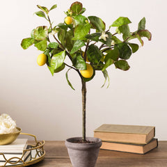 Dwarf Lemon tree in pot grown from seed