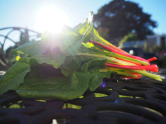 Swiss Chard plants growing 