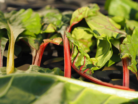 Swiss chard growing in a container garden