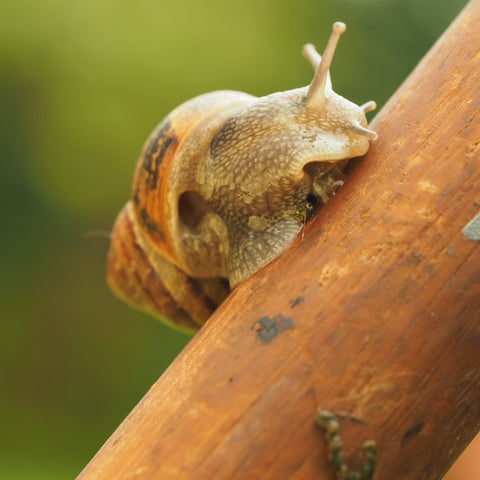 Snail garden pest 
