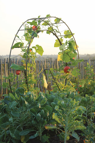 Haxnicks London Eye decorative plant support frame for growing climbing vegetables and flowers such as sweet peas