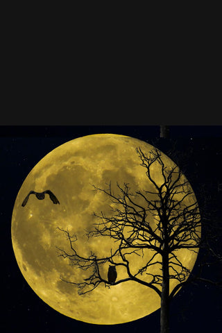 Lunar gardening full moon behind tree