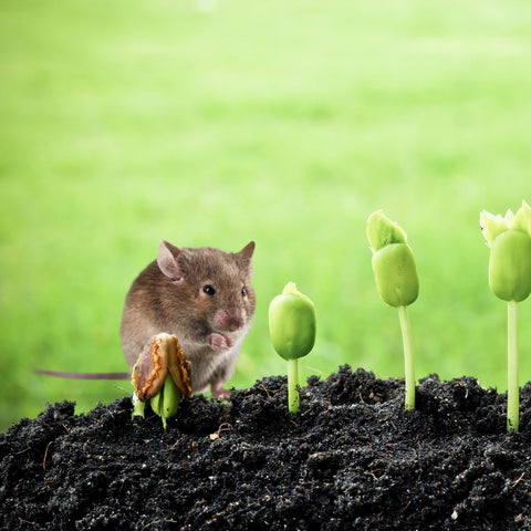 Mouse eating a seedling