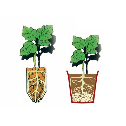 Diagram showing straight roots grown in root trainer plant cells and tangled roots grown in a standard plant pot