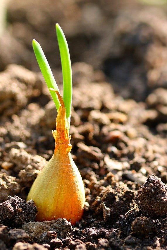 Onion set planted in the soil