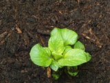 Young potato plant in Haxnicks potato planter