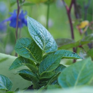 Potato potato plants in Haxnicks Oxford fabric planters