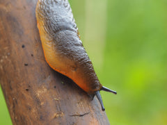 slug garden pest on broom handle 