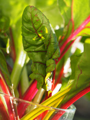 Swiss chard plant