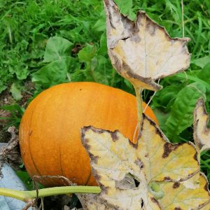 Ripe_ Pumpkin_with_dead_leaves