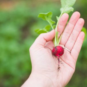 container_grown_baby_radish_in_ladies_hand