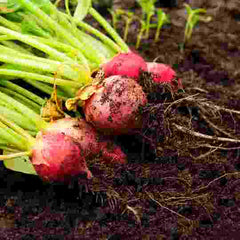 Bunch of radishes with tops still on on the soil in the sunshine