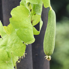 Loofah on plant