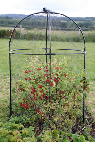 Steel Fruit Cage plant protection protects soft fruit from birds