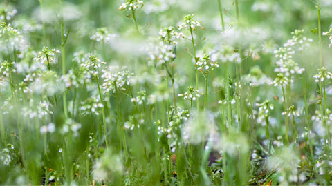 Shepherds Purrse sommon UK garden weed