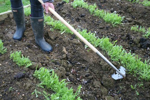 SpedHoe the best weeding tool to get rid of weeds