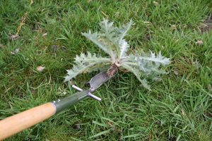 Haxnicks_speed_weed_with_large_thistle