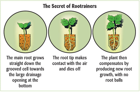 Rootrainer plant cells diagram of how air prunign gives better roots