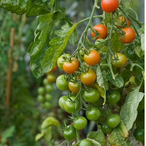 Grow at Home: the best way of ripening tomatoes – Haxnicks