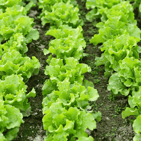 How to Keep Fresh Lettuce Crisp Longer - My Turn for Us