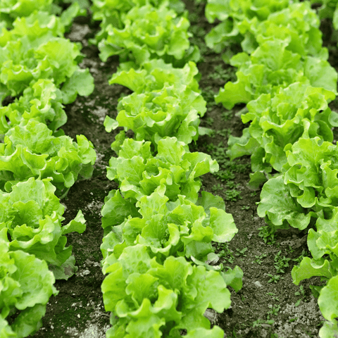 Lettuce Plant