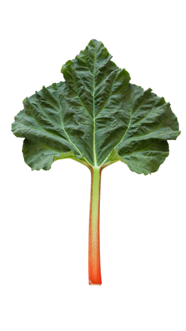 Rhubarb leaf grown from a rhubarb crown